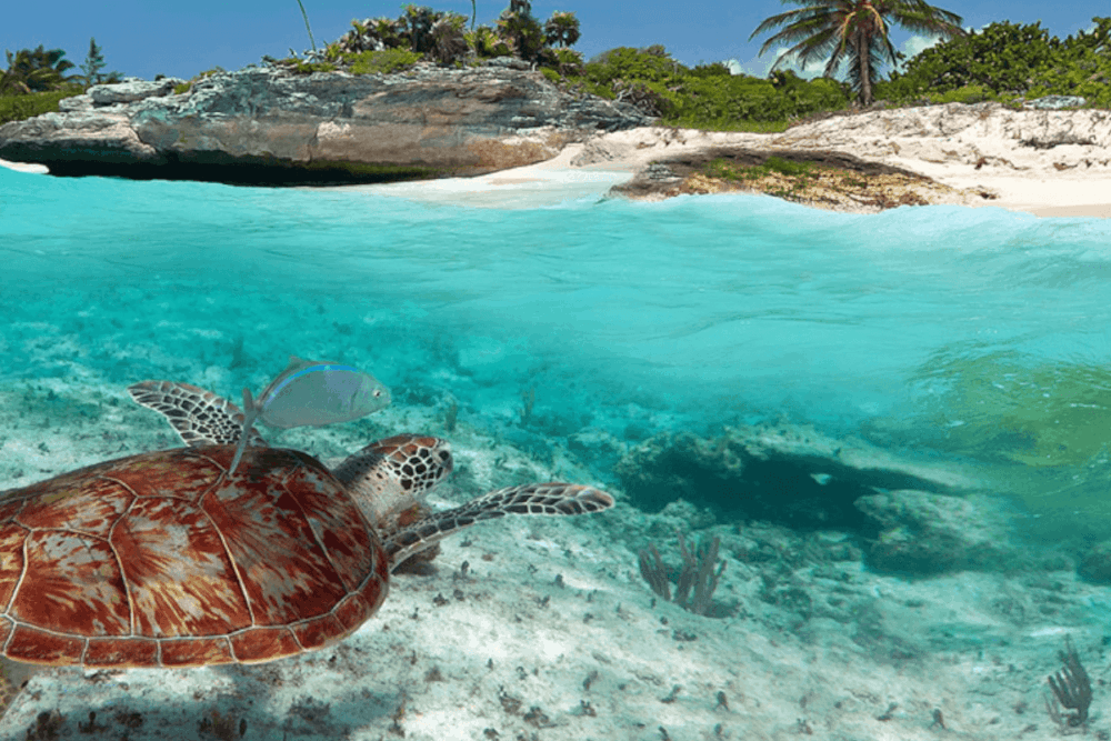 Qué hacer en Tulum - La belleza salvaje de Akumal