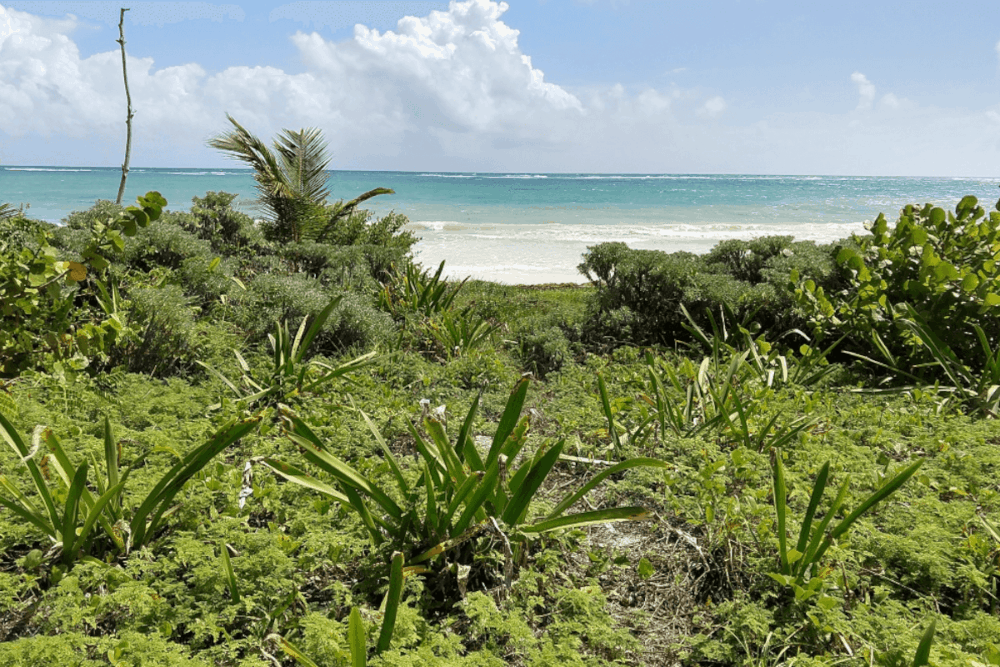 Qué hacer en Tulum - Parque Nacional de Tulum