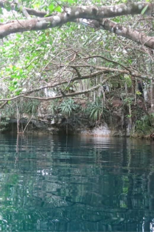 Cenote Angelita - vegetación