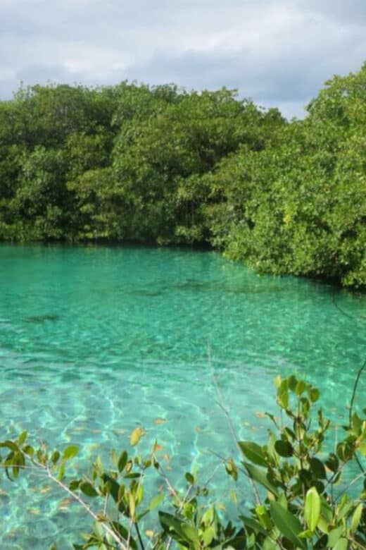 Cenote Manatí - Casa Cenote