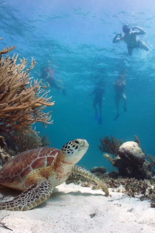 Akumal Tortugas
