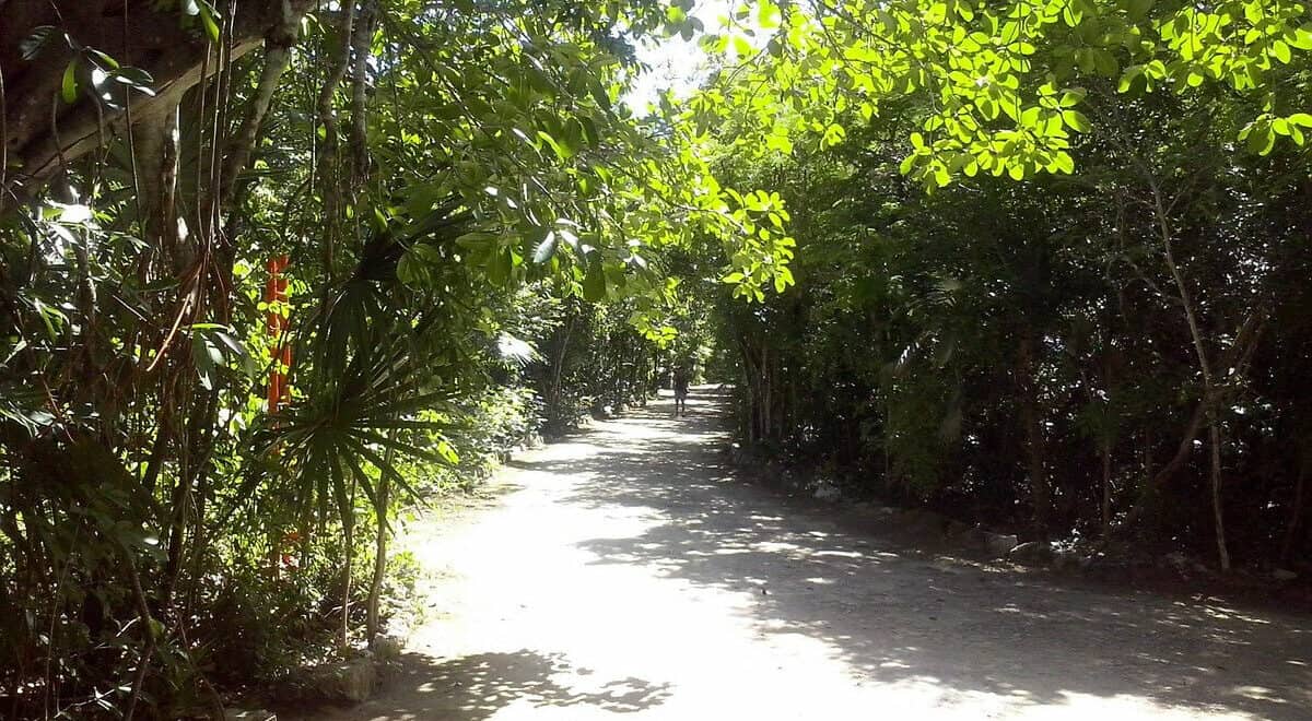 Conocido como el pulmón verde de Cancún, el Parque Kabah cuenta con grandes extensiones de espacios naturales para el disfrute de grandes y chicos. Se conoce que, esta inmensa reserva natural hasta hace muy poco contaba con la presencia es especies excepcionales como los tucanes, los armadillos, los coatíes e incluso, se escuchaba uno que otro rugir de los jaguares. Aquí podrás conocer historias que datan desde hace miles de años atrás, no te pierdas esta mágica experiencia en contacto con la naturaleza. ¿Qué saber del Parque Kabah? El Parque Urban Kabah, se distingue por ser un área natural que se encuentra completamente protegida desde más o menos el año de 1995. Entre sus principales características se puede determinar que conserva alrededor de 41 hectáreas de flora y fauna. Sin duda, es un espacio para respirar aire puro y natural. Cada una de sus hectáreas, es utilizada por propios y visitantes para alejarse de la algarabía de la ciudad, leer un libro, andar en bicicleta, conversar con las amistades y por qué no, realizar diversos tipos de actividades deportivas. Una vez este allí, verás una variedad de especies naturales entre árboles, flores y demás presentaciones que atraerán una y otra vez todas las miradas. Asimismo, puedes acercarte al conocido “Mercadito verde” que se encuentra en el interior del parque, en donde puedes adquirir productos locales en los que se incluyen algunos orgánicos. ¿Qué actividades se pueden realizar en el Parque Kabah? Para quienes piensan que en el Parque Kabah no hay mucho que hacer, a continuación, te dejaremos una descripción de las principales actividades que se pueden desarrollar en cada uno de sus espacios: 1. Recorrido deportivo El parque cuenta con excelentes senderos terrosos que van demarcados con una variedad de piedras en todo su alrededor. Allí, encontrarás por lo menos unos 2 kilómetros de senderos en los que puedes caminar o trotar. En todo caso, también puedes hacer uso de los aparatos de gimnasia que vas encontrando en sus adyacencias. 2. Talleres para grandes y chicos Una de las particularidades del parque es que, los fines de semana se pueden encontrar una variedad de actividades para toda la familia. Es decir, organizaciones voluntarias realizan talleres y actividades como la “Yoga de la risa”, para que todos los asistentes puedan pasar momentos divertidos. 3. Conoce el museo de Casa Maya Es importante destacar que en esta área es en donde se elaboran los talleres y las actividades. No obstante, además de ello puedes disfrutar de interesantes imágenes que se exhiben en las áreas, de la antigua cultura de los mayas. Son construcciones sorprendentes que se remontan hacia una gran cantidad de años. 4. Recorre el campamento chiclero y el solar maya Aunque no lo creas, estas áreas del Parque Urban Kabah es una de las más curiosas para todos los visitantes. Verás un campamento de estilo chiclero y una casa tradicional que solían utilizar los mayas durante su época, en esta se incluye un solar bastante atractivo. Puedes estar tranquilo que estos espacios te llevarán a conocer múltiples historias de Cancún. 5. Visita el área de “La Aguada” En esta zona del parque es en donde puedes encontrar la fauna que aún se conserva, es decir, veras tortugas y lagartos, así como unos cuantos coatíes y las aves que protagonizan todos los cielos de este interesante pulmón natural. Todos estos detalles son los que reflejan una gran paz y tranquilidad a quienes se acercan a la zona. Como puedes ver, son distintas las actividades que se puedes realizar en el Parque Kabah. Ya que, sus áreas son tan interesantes que día a día reúne una gran cantidad de habitantes de esta localidad. Si estas en Cancún, no dejes de incluir este grandioso parque en el itinerario de recorrido. ¿Cómo llegar al Parque Kabah? Para que te puedas acercar al parque, debes buscar las avenidas Kabah y Nichupté. Lo mejor de todo es que, en cada una de ellas podrás encontrar una entrada y en ella el estacionamiento por si acudes en coche. El horario del parque es a partir de las 6 de la mañana, hasta las 6 de la tarde, todos los días. Lo importante de cuando visites el parque es que sigas las normas de cuidado, entre ellas no arrojar basura por doquier, no traer mascotas, entre muchas cosas más. Estas las puedes visualizar con toda comodidad en la entrada del parque. Recomendaciones al visitar el Parque Kabah Como todo espacio natural, siempre es conveniente tener en cuenta algunas recomendaciones para que la visita sea placentera y se pueda contribuir en el cuidado de las especies. Por ello, los consejos que te podemos dar son los siguientes: 1. Lleva en tu bolso jabón, papel o gel antibacterial ya que no lo encontrarás en el parque. 2. Colócate bloqueado solar y repelente para los insectos. 3. Lleva suficiente agua para que siempre te mantengas bien hidratado. 4. No ofrezcas alimentos o cualquier otro elemento a los animales, muchos de ellos no son amigables con la presencia de personas. 5. Verás animales como tortugas o iguanas caminando por doquier, respeta sus espacios. 6. Cuando estaciones el vehículo, baja todo lo que tengas de valor, el parque no cuenta con servicio de vigilancia en esta área. 7. Recoge la basura en caso que decidas preparar los alimentos dentro de las instalaciones del parque. Es una zona perfecta para realizar picnic y degustar deliciosas preparaciones. 8. Recuerda colocarte ropa y calzado que sea cómodo, es un parque y naturalmente el terreno es desigual. Con solo tener en cuenta estas recomendaciones, estamos seguros que la experiencia por el Parque Kabah será sensacional. Se dice que el espacio es acogedor para todos los integrantes de la familia. Con base en todo esto, es momento de que organices un día entre familiares y amigos y te desconectes del bullicio de la ciudad. Disfruta de la naturaleza y sus bondades, con la idea de siempre ayudar a preservar cada una de las áreas y especies que allí se encuentren.