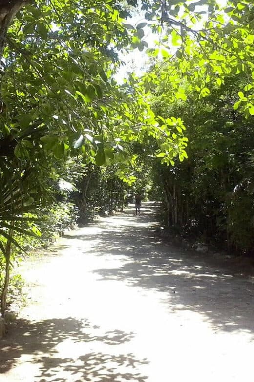 Conocido como el pulmón verde de Cancún, el Parque Kabah cuenta con grandes extensiones de espacios naturales para el disfrute de grandes y chicos. Se conoce que, esta inmensa reserva natural hasta hace muy poco contaba con la presencia es especies excepcionales como los tucanes, los armadillos, los coatíes e incluso, se escuchaba uno que otro rugir de los jaguares. Aquí podrás conocer historias que datan desde hace miles de años atrás, no te pierdas esta mágica experiencia en contacto con la naturaleza. ¿Qué saber del Parque Kabah? El Parque Urban Kabah, se distingue por ser un área natural que se encuentra completamente protegida desde más o menos el año de 1995. Entre sus principales características se puede determinar que conserva alrededor de 41 hectáreas de flora y fauna. Sin duda, es un espacio para respirar aire puro y natural. Cada una de sus hectáreas, es utilizada por propios y visitantes para alejarse de la algarabía de la ciudad, leer un libro, andar en bicicleta, conversar con las amistades y por qué no, realizar diversos tipos de actividades deportivas. Una vez este allí, verás una variedad de especies naturales entre árboles, flores y demás presentaciones que atraerán una y otra vez todas las miradas. Asimismo, puedes acercarte al conocido “Mercadito verde” que se encuentra en el interior del parque, en donde puedes adquirir productos locales en los que se incluyen algunos orgánicos. ¿Qué actividades se pueden realizar en el Parque Kabah? Para quienes piensan que en el Parque Kabah no hay mucho que hacer, a continuación, te dejaremos una descripción de las principales actividades que se pueden desarrollar en cada uno de sus espacios: 1. Recorrido deportivo El parque cuenta con excelentes senderos terrosos que van demarcados con una variedad de piedras en todo su alrededor. Allí, encontrarás por lo menos unos 2 kilómetros de senderos en los que puedes caminar o trotar. En todo caso, también puedes hacer uso de los aparatos de gimnasia que vas encontrando en sus adyacencias. 2. Talleres para grandes y chicos Una de las particularidades del parque es que, los fines de semana se pueden encontrar una variedad de actividades para toda la familia. Es decir, organizaciones voluntarias realizan talleres y actividades como la “Yoga de la risa”, para que todos los asistentes puedan pasar momentos divertidos. 3. Conoce el museo de Casa Maya Es importante destacar que en esta área es en donde se elaboran los talleres y las actividades. No obstante, además de ello puedes disfrutar de interesantes imágenes que se exhiben en las áreas, de la antigua cultura de los mayas. Son construcciones sorprendentes que se remontan hacia una gran cantidad de años. 4. Recorre el campamento chiclero y el solar maya Aunque no lo creas, estas áreas del Parque Urban Kabah es una de las más curiosas para todos los visitantes. Verás un campamento de estilo chiclero y una casa tradicional que solían utilizar los mayas durante su época, en esta se incluye un solar bastante atractivo. Puedes estar tranquilo que estos espacios te llevarán a conocer múltiples historias de Cancún. 5. Visita el área de “La Aguada” En esta zona del parque es en donde puedes encontrar la fauna que aún se conserva, es decir, veras tortugas y lagartos, así como unos cuantos coatíes y las aves que protagonizan todos los cielos de este interesante pulmón natural. Todos estos detalles son los que reflejan una gran paz y tranquilidad a quienes se acercan a la zona. Como puedes ver, son distintas las actividades que se puedes realizar en el Parque Kabah. Ya que, sus áreas son tan interesantes que día a día reúne una gran cantidad de habitantes de esta localidad. Si estas en Cancún, no dejes de incluir este grandioso parque en el itinerario de recorrido. ¿Cómo llegar al Parque Kabah? Para que te puedas acercar al parque, debes buscar las avenidas Kabah y Nichupté. Lo mejor de todo es que, en cada una de ellas podrás encontrar una entrada y en ella el estacionamiento por si acudes en coche. El horario del parque es a partir de las 6 de la mañana, hasta las 6 de la tarde, todos los días. Lo importante de cuando visites el parque es que sigas las normas de cuidado, entre ellas no arrojar basura por doquier, no traer mascotas, entre muchas cosas más. Estas las puedes visualizar con toda comodidad en la entrada del parque. Recomendaciones al visitar el Parque Kabah Como todo espacio natural, siempre es conveniente tener en cuenta algunas recomendaciones para que la visita sea placentera y se pueda contribuir en el cuidado de las especies. Por ello, los consejos que te podemos dar son los siguientes: 1. Lleva en tu bolso jabón, papel o gel antibacterial ya que no lo encontrarás en el parque. 2. Colócate bloqueado solar y repelente para los insectos. 3. Lleva suficiente agua para que siempre te mantengas bien hidratado. 4. No ofrezcas alimentos o cualquier otro elemento a los animales, muchos de ellos no son amigables con la presencia de personas. 5. Verás animales como tortugas o iguanas caminando por doquier, respeta sus espacios. 6. Cuando estaciones el vehículo, baja todo lo que tengas de valor, el parque no cuenta con servicio de vigilancia en esta área. 7. Recoge la basura en caso que decidas preparar los alimentos dentro de las instalaciones del parque. Es una zona perfecta para realizar picnic y degustar deliciosas preparaciones. 8. Recuerda colocarte ropa y calzado que sea cómodo, es un parque y naturalmente el terreno es desigual. Con solo tener en cuenta estas recomendaciones, estamos seguros que la experiencia por el Parque Kabah será sensacional. Se dice que el espacio es acogedor para todos los integrantes de la familia. Con base en todo esto, es momento de que organices un día entre familiares y amigos y te desconectes del bullicio de la ciudad. Disfruta de la naturaleza y sus bondades, con la idea de siempre ayudar a preservar cada una de las áreas y especies que allí se encuentren.
